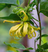 Load image into Gallery viewer, 6 for 5 SELF-CARE SPECIAL-  *YLANG YLANG MISTIFY (Mist)